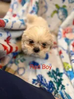 Red Male ckc, a male Shih Tzu for sale in Palatka, FL – Photo 8 of 9