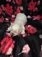 Red Male ckc, a male Shih Tzu for sale in Palatka, FL – Photo 2 of 5