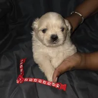 Red Male ckc, a male Shih Tzu for sale in Palatka, FL – Photo 5 of 9