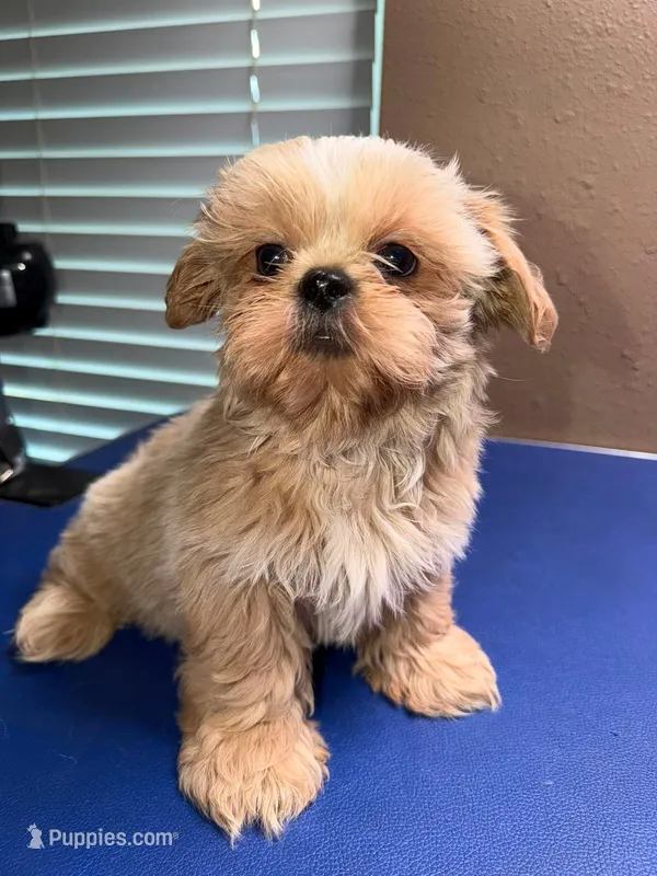 AKC - Cream and White Female – Shih Tzu puppy for sale in Palatka, FL