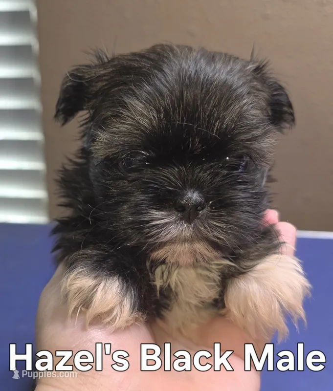 Hazels Black Male  – Shih Tzu puppy for sale in Palatka, FL