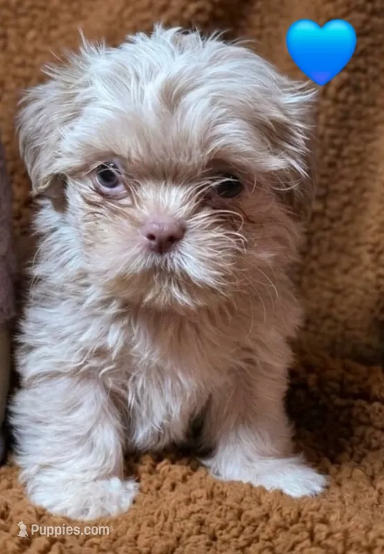 CKC Lilac Male – Shih Tzu puppy for sale in Palatka, FL