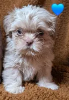 CKC Lilac Male, a male Shih Tzu for sale in Palatka, FL – 3 of 8
