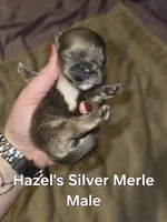 Hazel's Silver Male, a male Shih Tzu for sale in Palatka, FL – 2 of 3