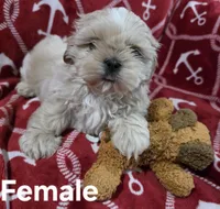 AKC Female, a female Shih Tzu for sale in Palatka, FL – 3 of 9