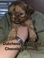 CKC Liver and Chocolate Female , a female Shih Tzu for sale in Palatka, FL – 2 of 3
