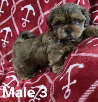 AKC Male 3, a male Shih Tzu for sale in Palatka, FL – 3 of 5