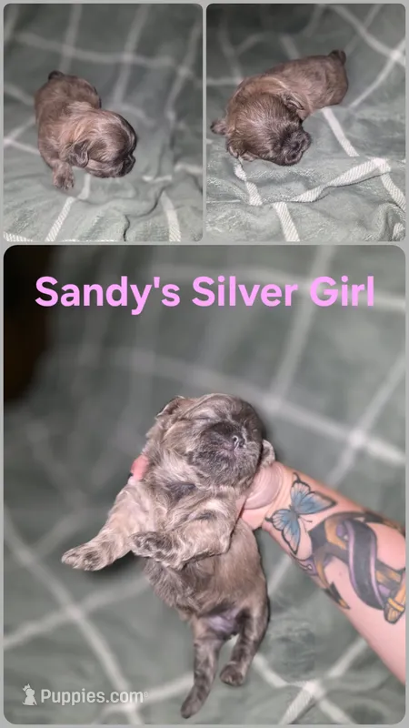 CKC - Silver Female – Shih Tzu puppy for sale in Palatka, FL