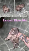 CKC - Silver Female, a female Shih Tzu for sale in Palatka, FL – 1 of 3