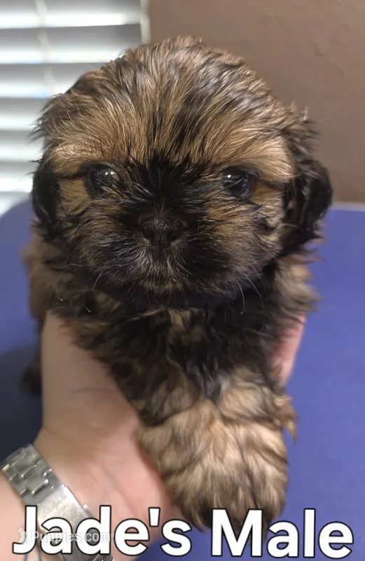 Jade's Brown Male – Shih Tzu puppy for sale in Palatka, FL