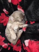 Yellow Girl ckc, a female Shih Tzu for sale in Palatka, FL – Photo 2 of 5