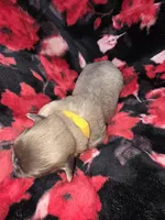 Yellow Girl ckc, a female Shih Tzu for sale in Palatka, FL – Photo 3 of 5