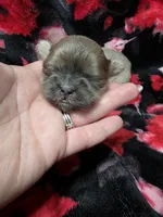 Yellow Girl ckc, a female Shih Tzu for sale in Palatka, FL – Photo 1 of 5