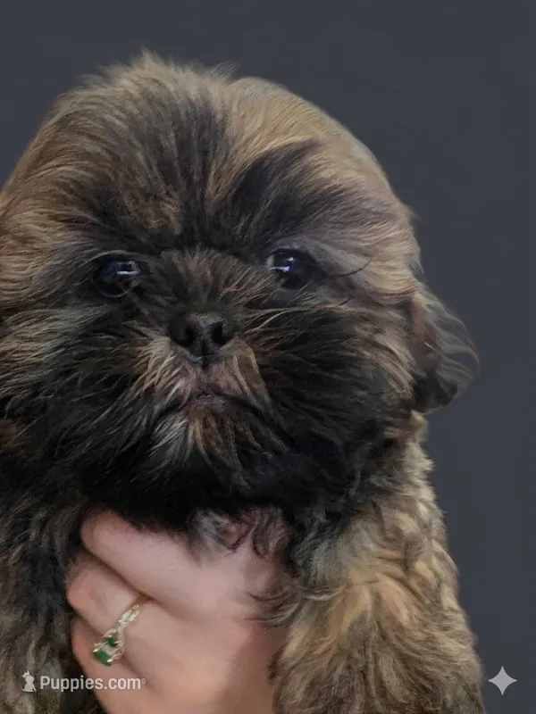 CKC - Red and Black Male (orange collar) – Shih Tzu puppy for sale in Palatka, FL
