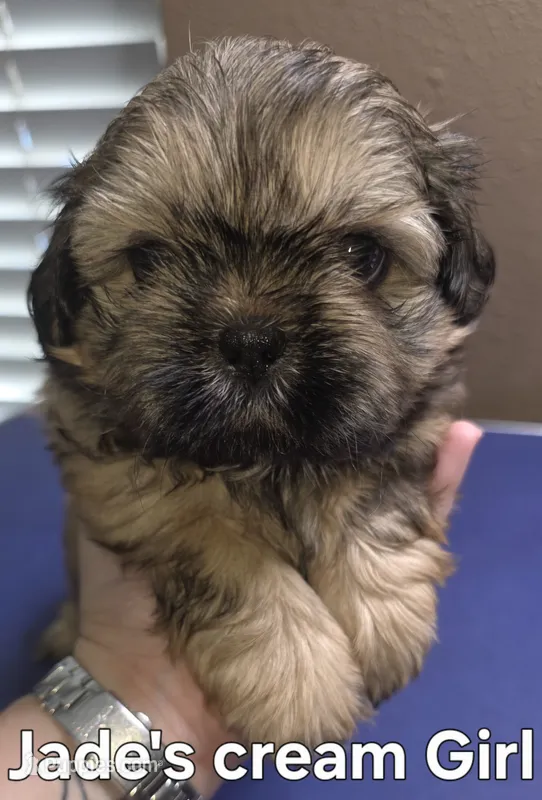 Jade's Girl 1 – Shih Tzu puppy for sale in Palatka, FL
