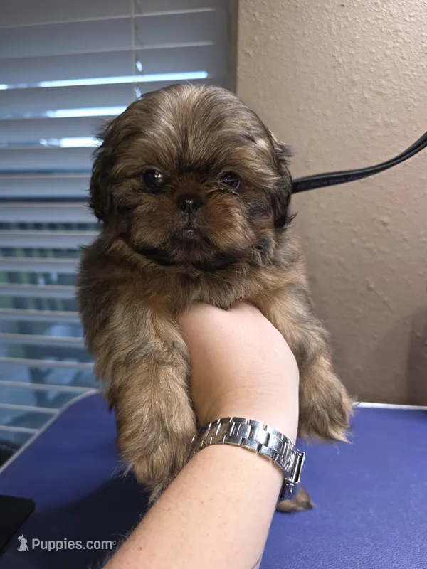 AKC - Red Male – Shih Tzu puppy for sale in Palatka, FL