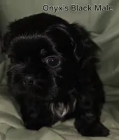 Onyx's Black Male, a male Shih Tzu for sale in Palatka, FL – 2 of 2