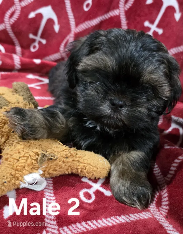 AKC Male 2 – Shih Tzu puppy for sale in Palatka, FL