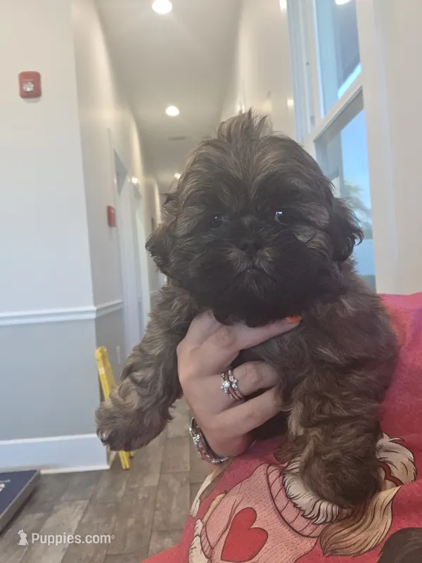 CKC - Red and Black Male (Gray collar) – Shih Tzu puppy for sale in Palatka, FL