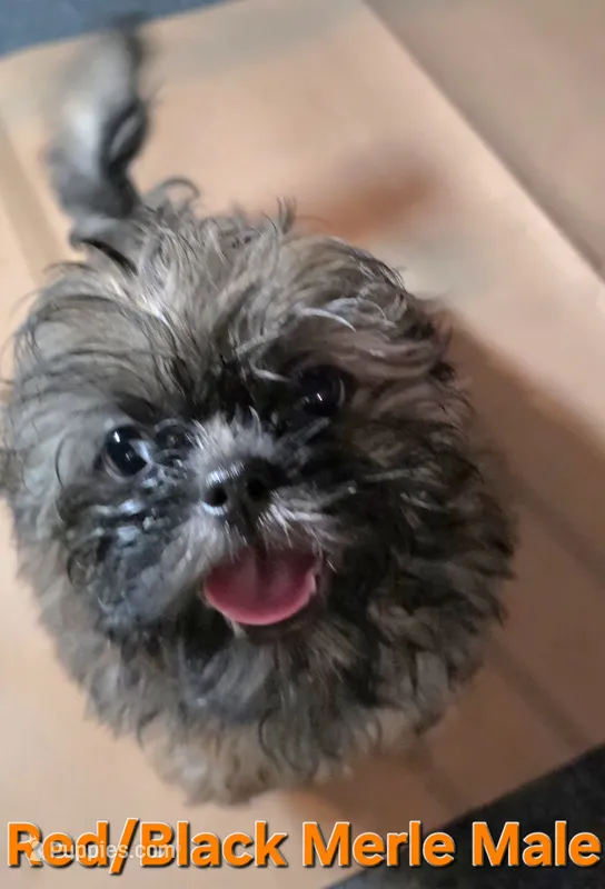 CKC - Red and Black Male (orange collar) – Shih Tzu puppy for sale in Palatka, FL