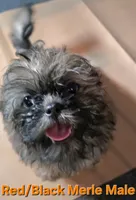 CKC - Red and Black Male (orange collar), a male Shih Tzu for sale in Palatka, FL – 1 of 8