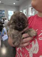 CKC - Silver Male, a male Shih Tzu for sale in Palatka, FL – 3 of 9