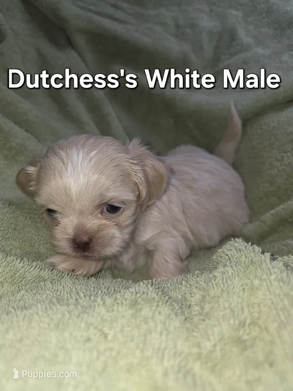 CKC White Male – Shih Tzu puppy for sale in Palatka, FL