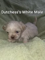 CKC White Male, a male Shih Tzu for sale in Palatka, FL – 1 of 3