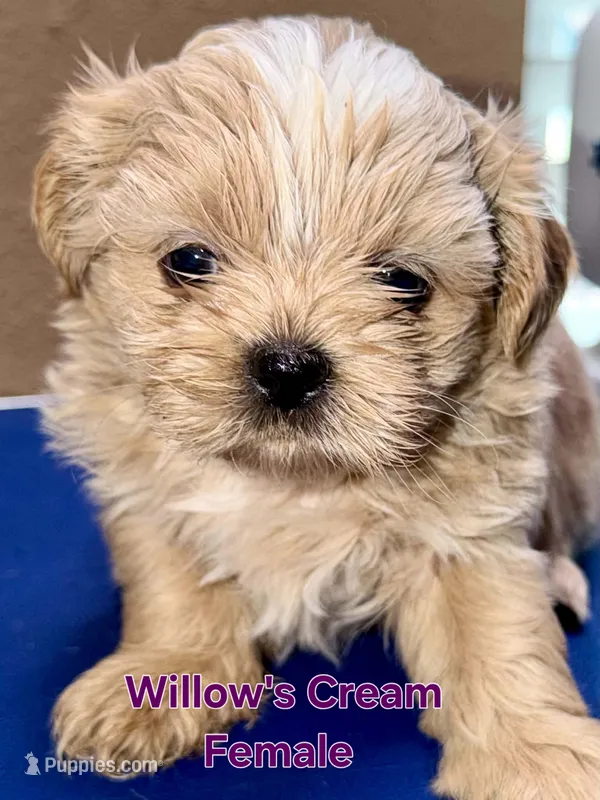 AKC - Cream and White Female – Shih Tzu puppy for sale in Palatka, FL
