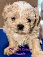 AKC - Cream and White Female, a female Shih Tzu for sale in Palatka, FL – 3 of 8