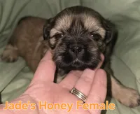 Jade's Girl 1, a female Shih Tzu for sale in Palatka, FL – 1 of 3