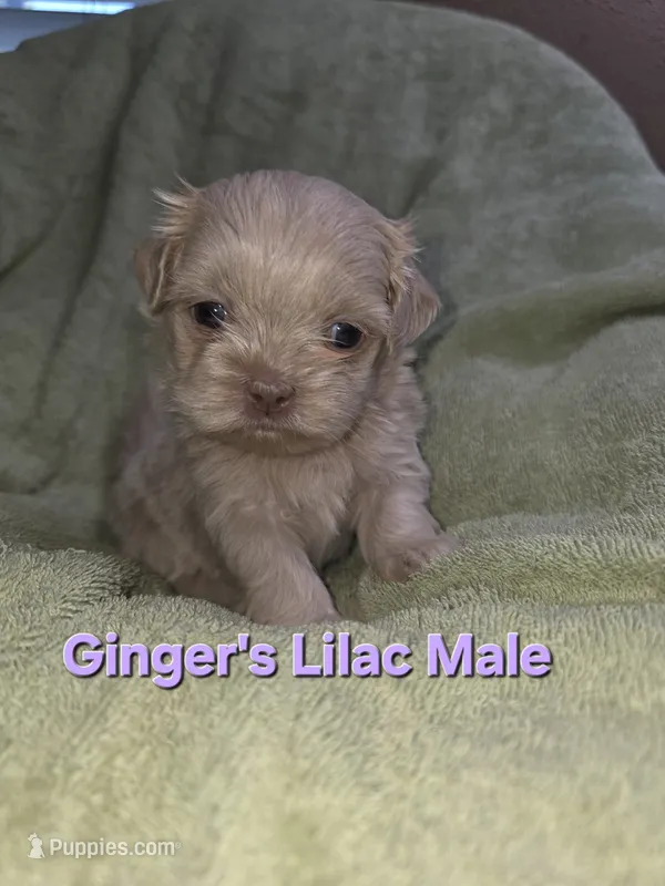 CKC Lilac Male – Shih Tzu puppy for sale in Palatka, FL