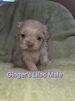 CKC Lilac Male, a male Shih Tzu for sale in Palatka, FL – 1 of 3
