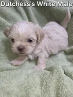 CKC White Male, a male Shih Tzu for sale in Palatka, FL – 3 of 3