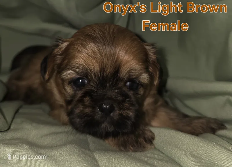 Onyx's light brown Girl  – Shih Tzu puppy for sale in Palatka, FL