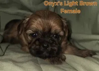 Onyx's light brown Girl , a female Shih Tzu for sale in Palatka, FL – 1 of 3