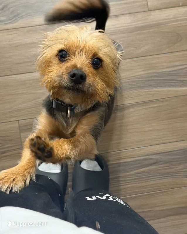 Jovi – Yorkipoo puppy for sale in Coon Rapids, MN