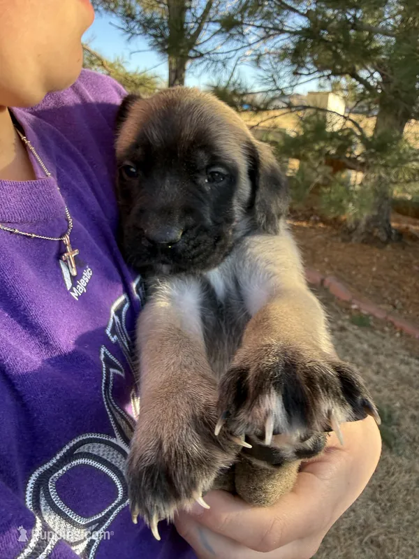 Athena – English Mastiff puppy for sale in Denver, CO