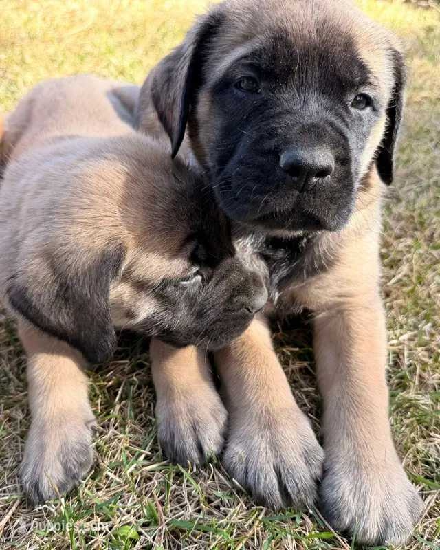 Agustus, a male English Mastiff for sale in Denver, CO – Photo 1 of 1