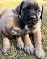 Ada, a female English Mastiff for sale in Denver, CO – Photo 3 of 4