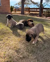 Ada, a female English Mastiff for sale in Denver, CO – Photo 2 of 4