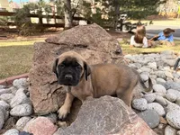 Ada, a female English Mastiff for sale in Denver, CO – Photo 1 of 4