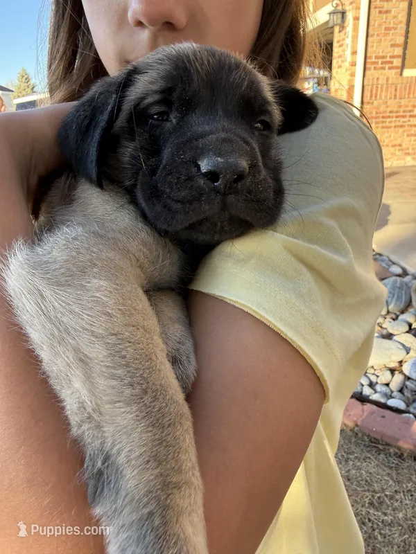 Ada – English Mastiff puppy for sale in Denver, CO