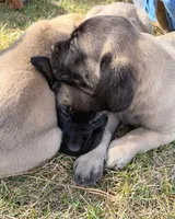 Ada, a female English Mastiff for sale in Denver, CO – Photo 4 of 4
