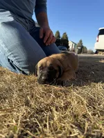 Atlas, a female English Mastiff for sale in Denver, CO – Photo 2 of 3