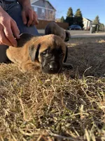 Atlas, a female English Mastiff for sale in Denver, CO – Photo 3 of 3