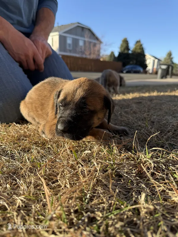 Atlas – English Mastiff puppy for sale in Denver, CO
