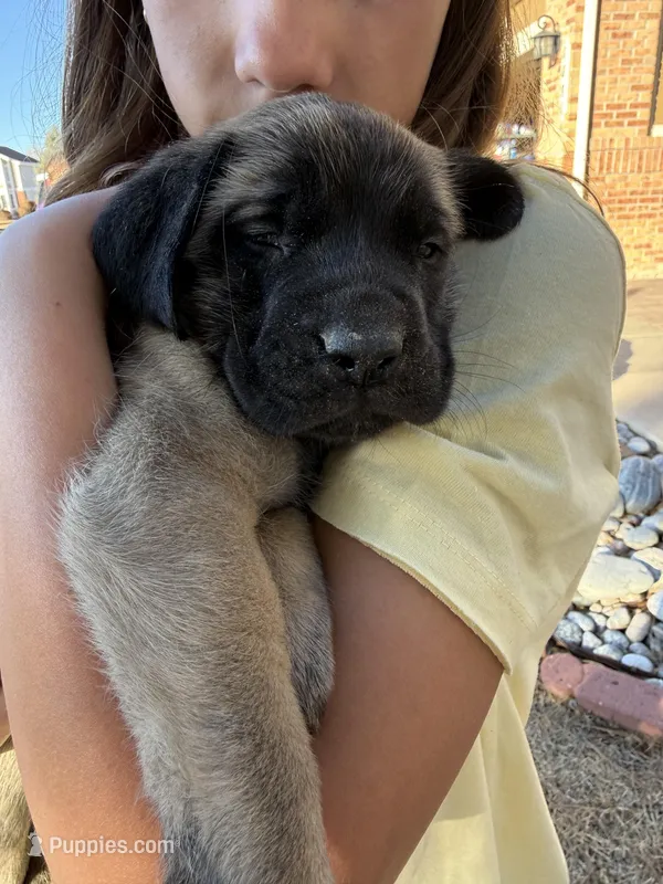 Charis – English Mastiff puppy for sale in Denver, CO