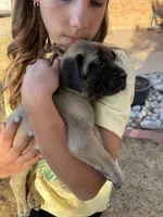 Charis, a female English Mastiff for sale in Denver, CO – Photo 2 of 2