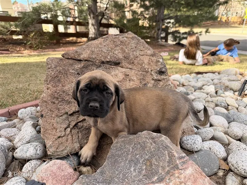 Charis – English Mastiff puppy for sale in Denver, CO
